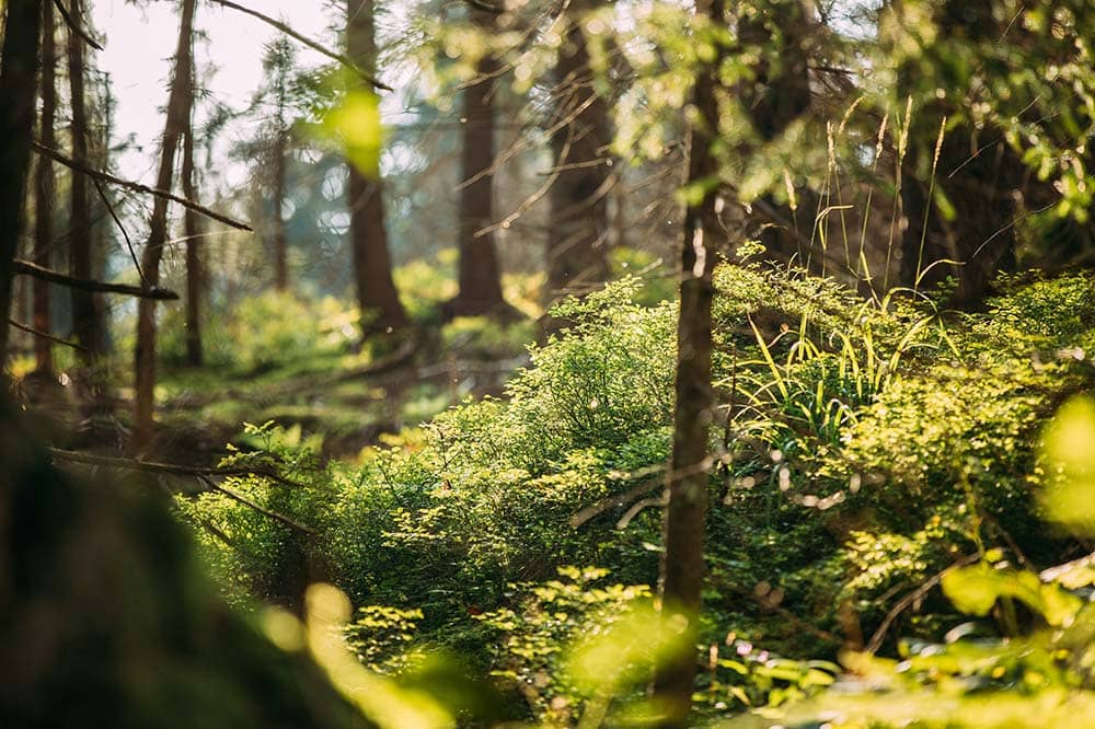 Indywidualne sesje kąpieli leśnej - 02